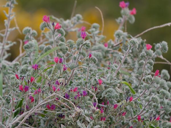 <h3><a href="/trips/kreta/biota/plantae/tracheophyta/magnoliopsida/boraginales/boraginaceae/echium angustifolium/echium angustifolium-nl.html">Echium&nbsp;angustifolium</a> / Narrow‑leaved&nbsp;bugloss / </h3>OM-1 Mark II met OLYMPUS M.150-400mm F4.5, 1/2000 sec  bij F4.5, ISO 500, afstand 9.06&nbsp;m